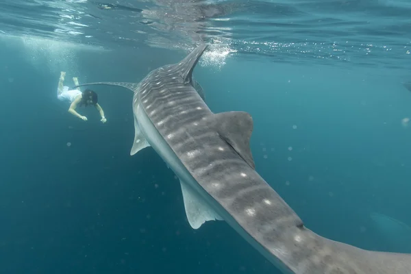Китовая акула закрывает подводный портрет — стоковое фото