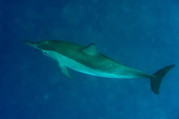 Delphin unter Wasser — Stockfoto