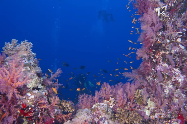 Buceadores sobre arrecife y fondo azul marino — Foto de Stock