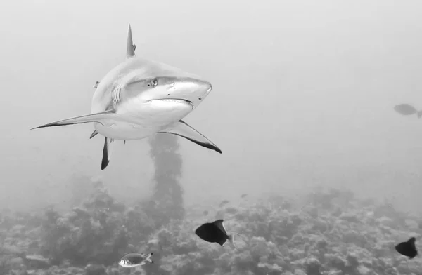 灰色鲨鱼颌骨准备攻击 — 图库照片