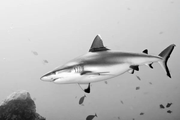 Mâchoires de requin gris prêtes à attaquer — Photo