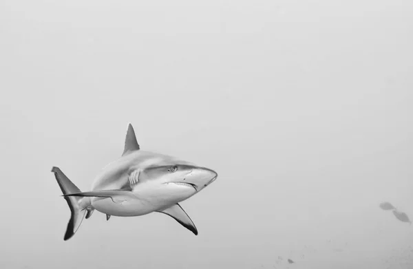 Mâchoires de requin gris prêtes à attaquer — Photo