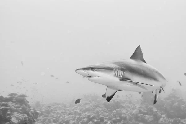 Mâchoires de requin gris prêtes à attaquer — Photo