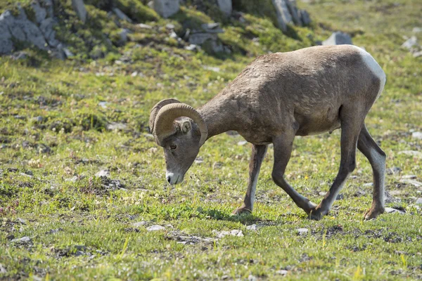 Büyük horn koyun portre — Stok fotoğraf