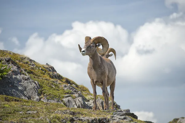 Retrato de oveja de cuerno grande — Foto de Stock
