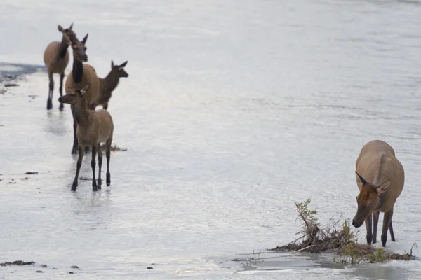 Cervi alce mentre attraversano un fiume — Foto Stock