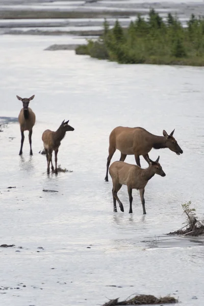麋鹿鹿过河时 — 图库照片