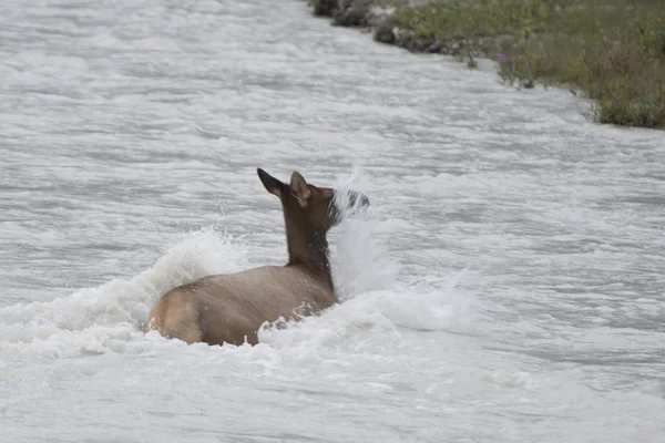 Ełk jelenie podczas przekraczania rzeki — Zdjęcie stockowe