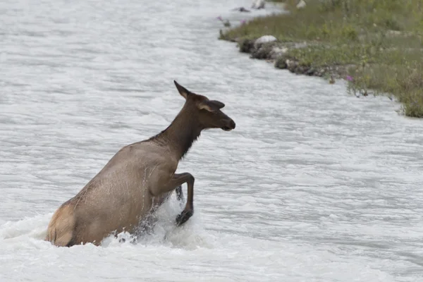 Ciervos mientras cruzan un río — Foto de Stock