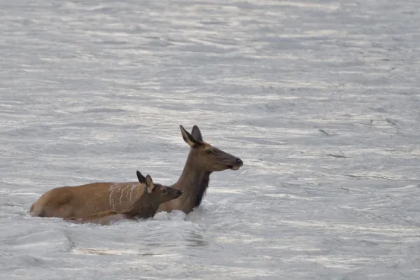 Cervi alce mentre attraversano un fiume — Foto Stock