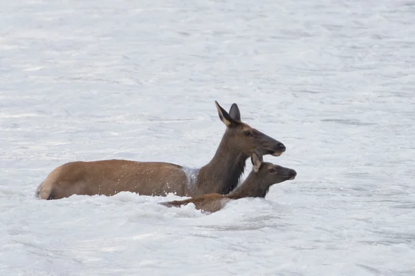 川を交差させている間エルクの鹿 — ストック写真