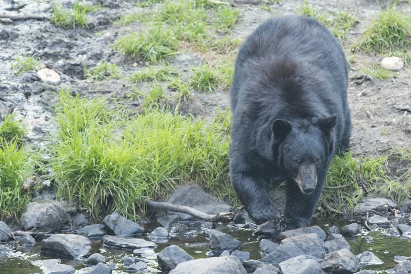 Ein schwarzer Bär, während er mit dir kocht — Stockfoto