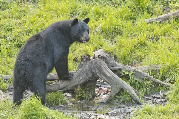 Een zwarte beer tijdens het eten — Stockfoto