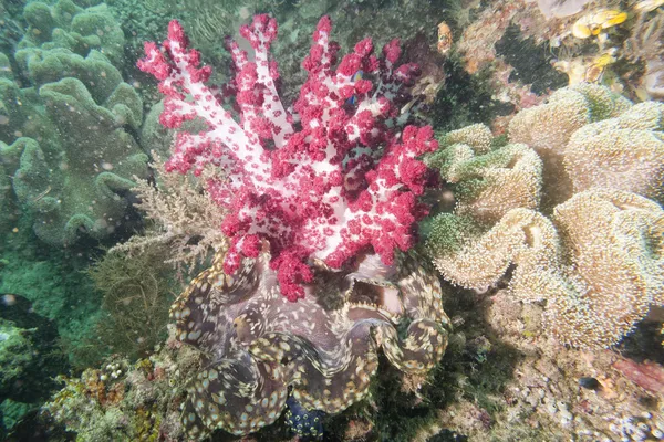シャコ貝の柔らかい珊瑚 — ストック写真