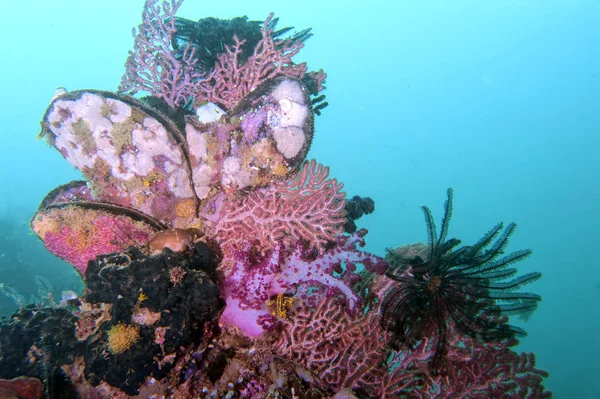 Färgglada undervattenslandskap med koraller — Stockfoto