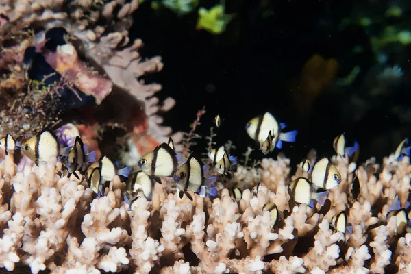 Peixes coloridos em corais duros — Fotografia de Stock