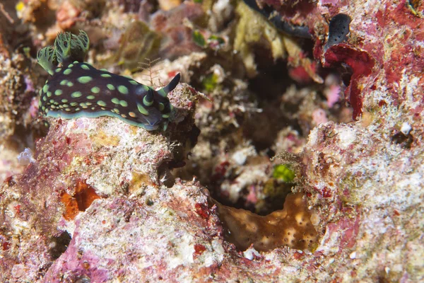 Eine grüne und schwarze Nembrotha-Nacktschnecke — Stockfoto