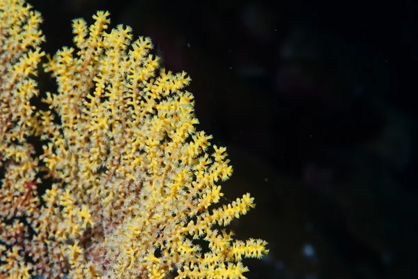 Detalhe macro coral duro — Fotografia de Stock