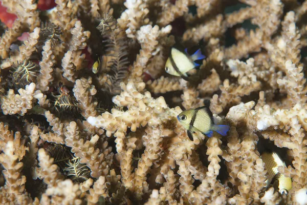 Colorful fishes on hard coral — Stock Photo, Image