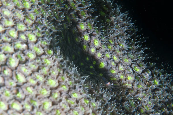 Detalhe macro coral duro — Fotografia de Stock