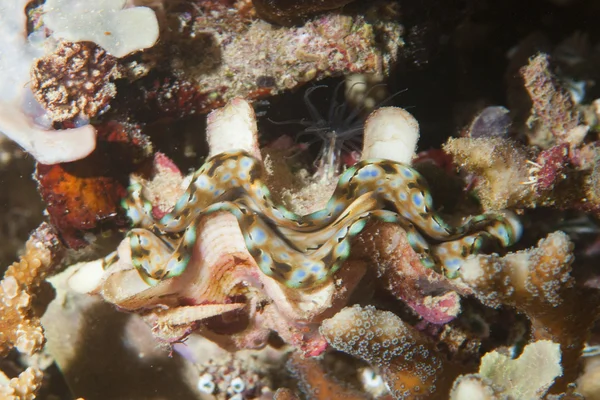 Colorful clam close up portrait — Stock Photo, Image