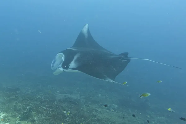 Manta en el fondo azul profundo del océano — Foto de Stock