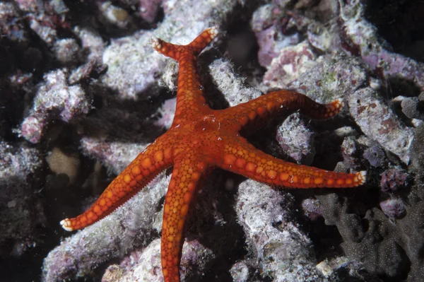 Etoile de mer rouge suspendue sur le récif en Papouasie — Photo