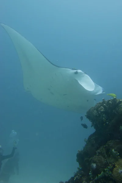 Manta en el fondo azul profundo del océano — Foto de Stock