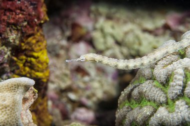 deniz atı ailesinin bir boru balık