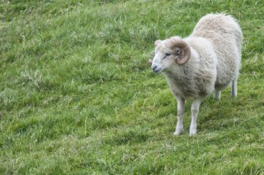büyük beyaz Koç koyun