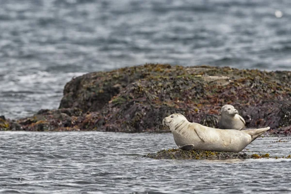 Eine Robbe beim Entspannen auf einem Felsen — Stockfoto
