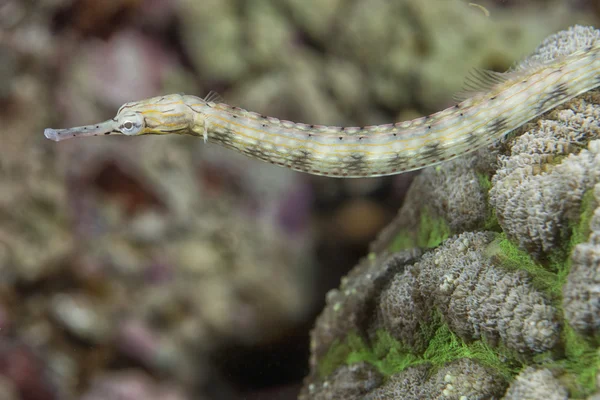 A pipe fish of sea horse family — Stock Photo, Image