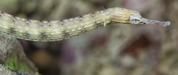 En rör fisk i havet häst familj — Stockfoto