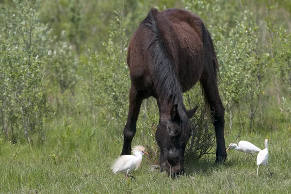 Ein schwarzes Wildpferd — Stockfoto