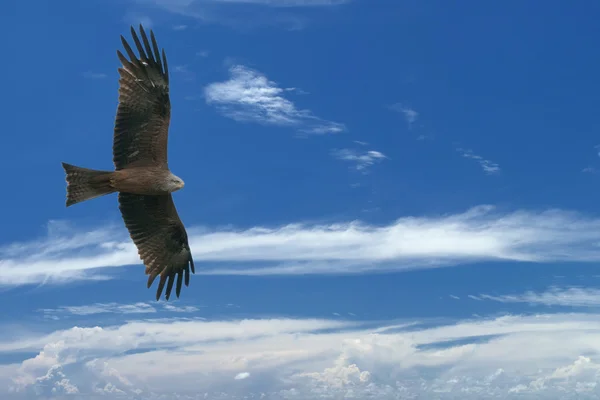 Örnen flyger på blå himmel bakgrund — Stockfoto