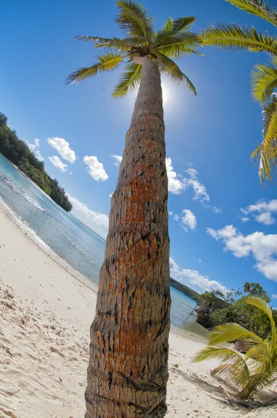 Tropical Paradise Polynesian lagoon Beach — Stock Photo, Image