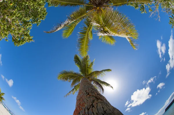 Tropical Paradise Polynesian lagoon Beach — Stock Photo, Image