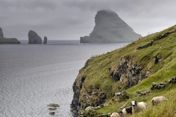 Carnero de oveja en mucho más faer oer isla paisaje — Foto de Stock