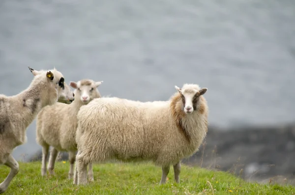 Ram ovelhas rebanho no fundo grama verde — Fotografia de Stock