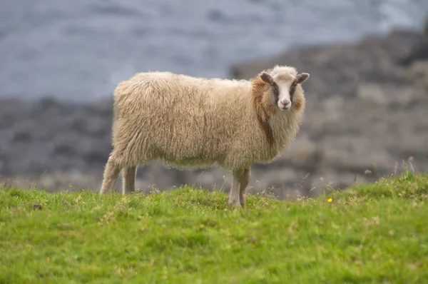 Kvinnliga vit ram får — Stockfoto