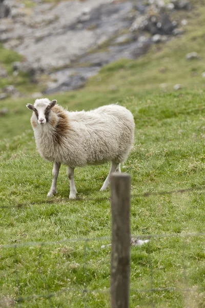 Kvinnliga vit ram får — Stockfoto