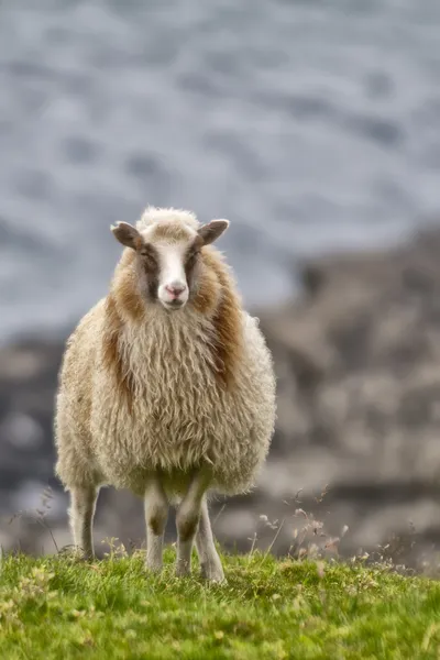 Ovce Beran na Islandu — Stock fotografie