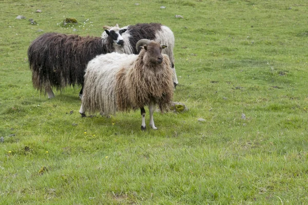 Carnero de oveja en mucho más faer oer isla paisaje — Foto de Stock