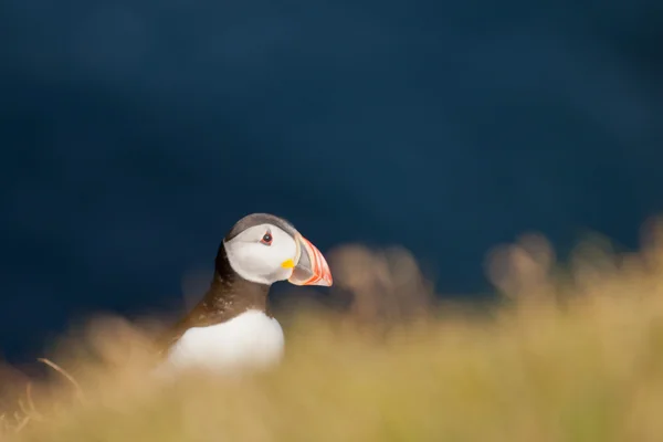 A colorful Puffin Portrait in far faer oer cliffs — Stock Photo, Image