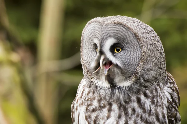 Grey owl portrait — Φωτογραφία Αρχείου