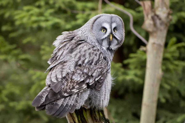 Grey owl portrait — Stock Photo, Image