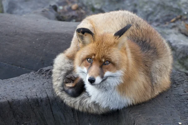 Rotfuchs-Porträt — Stockfoto