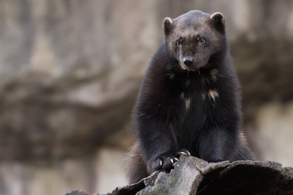 Портрет Росомахи
