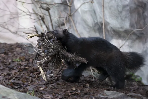 Wolverine porträtt — Stockfoto