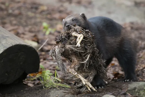 Wolverine porträtt — Stockfoto